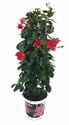 Afbeelding van KP19 Sundaville Tower Roze